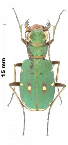 Cicindela campestris